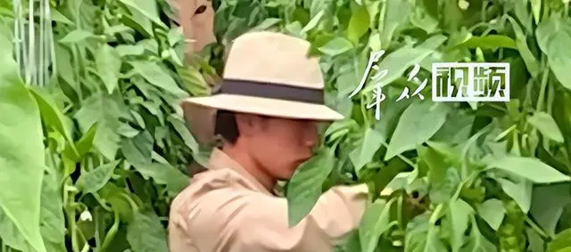 张小磊从短剧霸总到青海种辣椒:AI冲击下演员生存实录 | 细节速览 张小磊从短剧霸总到青海种辣椒:AI冲击下演员生存实录 | 细节速览