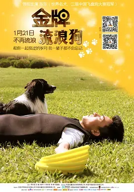 《金牌流浪狗》全集高清完整版在线观看与剧情解析
